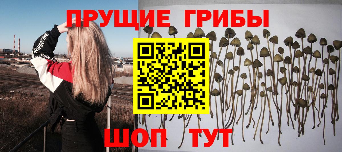 Сердобск  Галлюциногенные грибы GOLDEN TEACHER  купить   Вход с VPN 