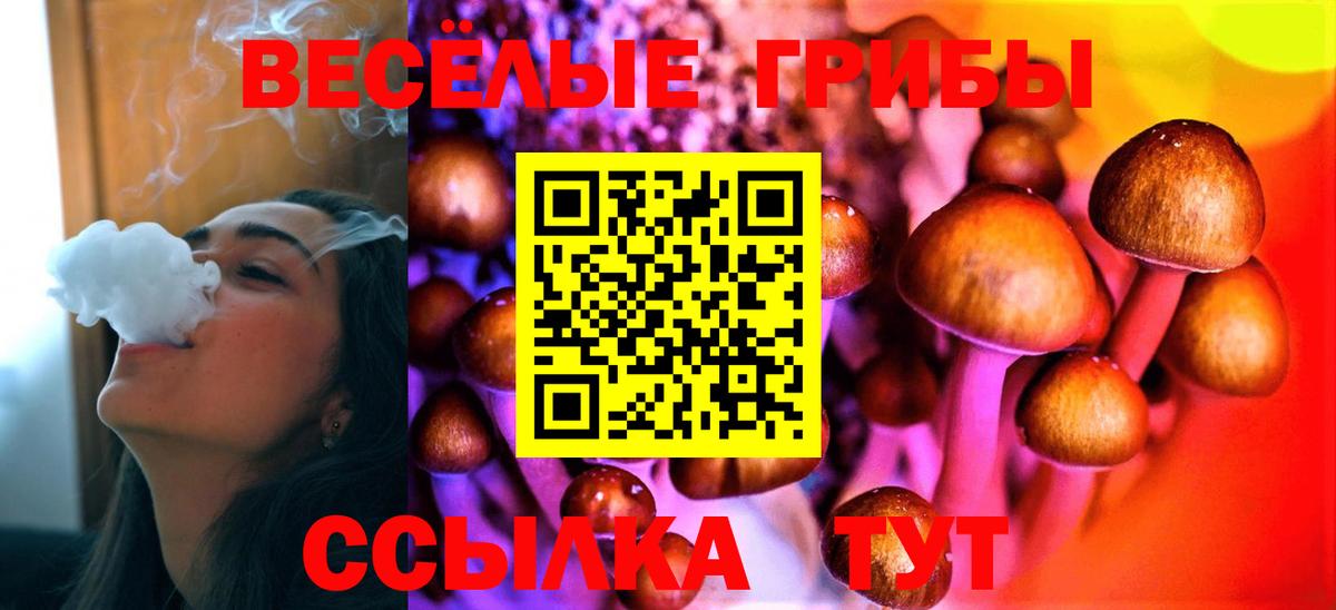 закладка  Сердобск  Галлюциногенные грибы мицелий 